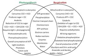 Venn Diagram Comparing Photosynthesis And Cellular Respiration