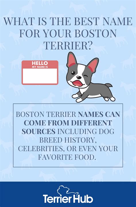 Best Boston Terrier Names | TerrierHub