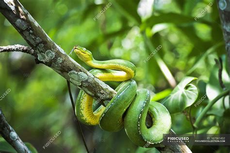 Green tree snake — view, natural - Stock Photo | #167561452