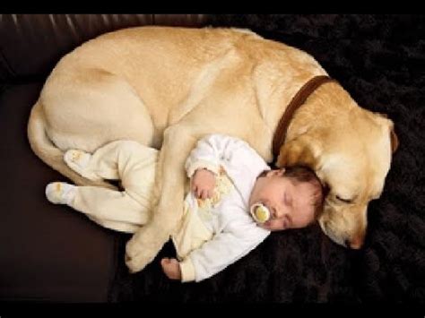 Dogs Protecting Babies : All You Need To See Today - Daily Candid News