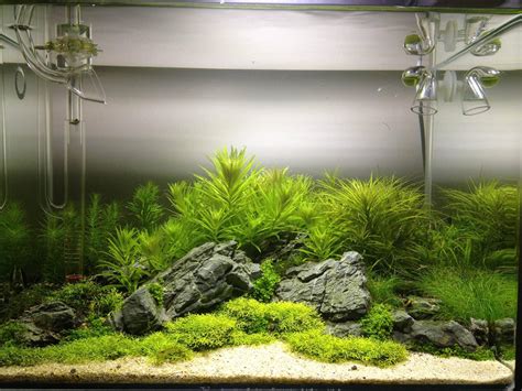 Little underwater garden. | Aquascape design, Aquascape, Live aquarium ...