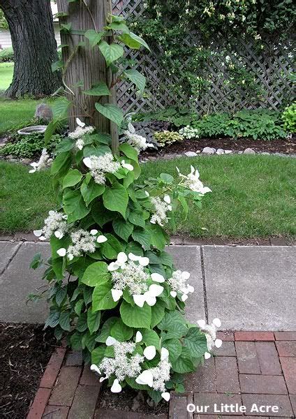 Japanese climbing hydrangea vine | Cottage garden | Pinterest | Hydrangea