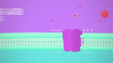 Voltage Gated Ion Channels Animation