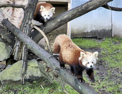 Sequoia Park Zoo receives accreditation – Times-Standard