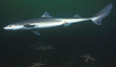 Spiny Dogfish Shark | Shark Week | Discovery