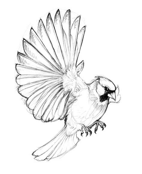 Bird In Flight Drawing at GetDrawings | Free download