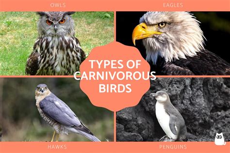 Carnivorous Birds List - Examples of Birds of Prey With Photos