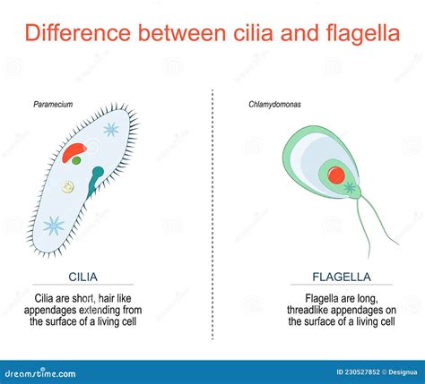 Cilia E Flagella. Paramécio E Clamydomonas Ilustração do Vetor ...