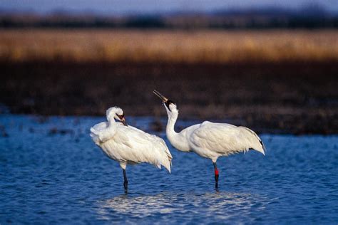 Whooping Crane | Nebraska Game & Parks Commission