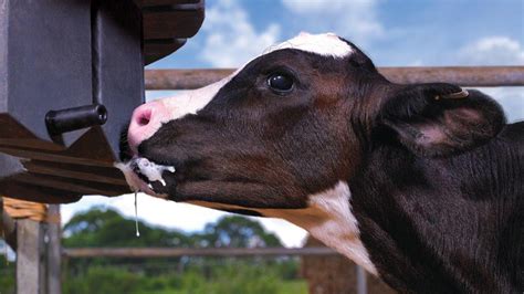 Once a Day Feeding- Calf Milk Replacer - Dairygold