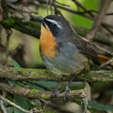 Cape Robin-chat - Owen Deutsch Photography