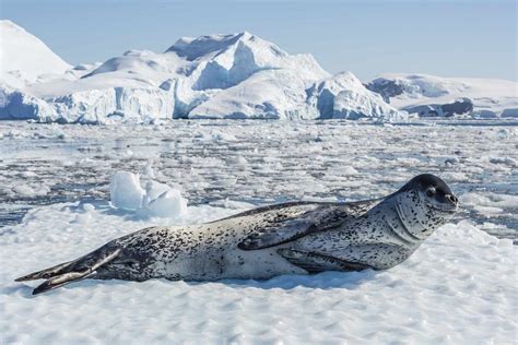 Antarctic Leopard Seals