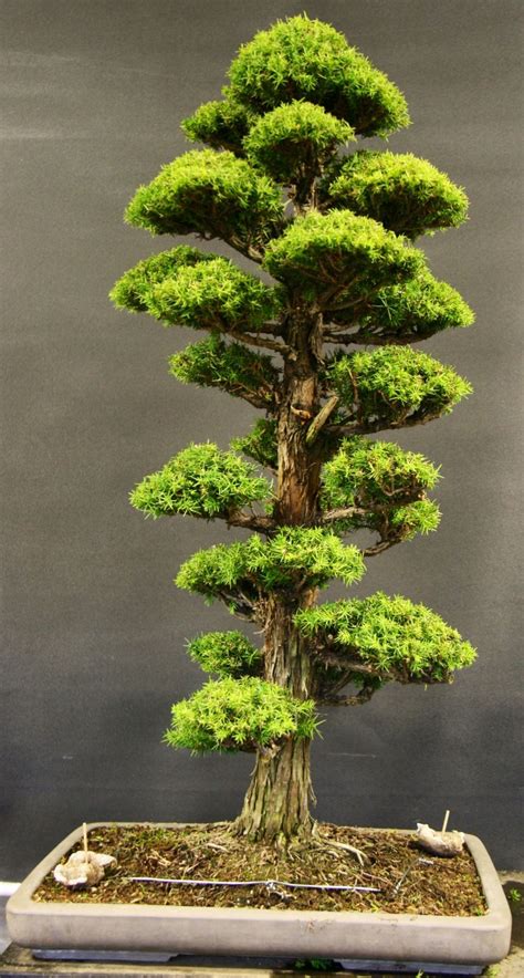 Japanese cedar bonsai – John Milton Bonsai | Bonsai tree, Pine bonsai ...