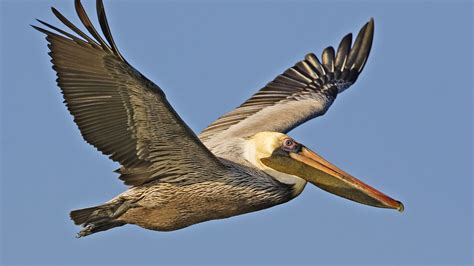 Do Pelicans Deserve Their Cruel Fate? | Mental Floss