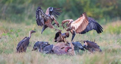 Vulture breeding center | The National Trust for Nature Conservation (NTNC)