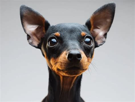 Miniature Pinscher Dog Breed Information & Characteristics