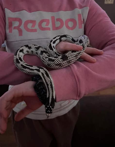 Morph? : r/kingsnakes