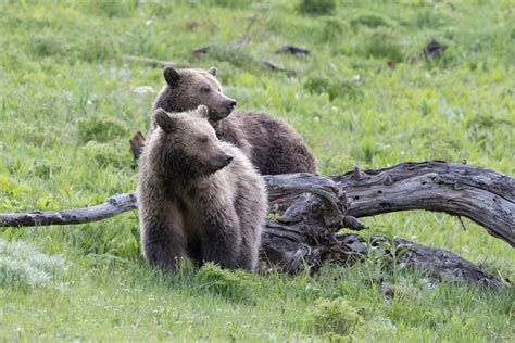 Grizzly Bear Injures Hiker In Yellowstone National Park | Montana ...