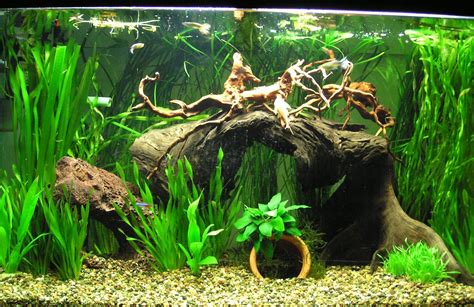 Top Tips Tropical Fish Care - Tropical Fish Care