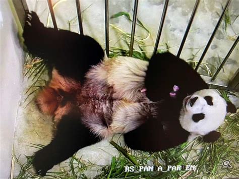 Chinese giant panda gives birth in Singapore on seventh attempt ...