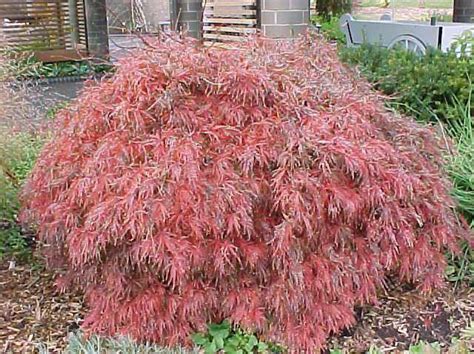 Acer palmatum var. dissectum ‘Crimson Queen’ | Kiefer Nursery: Trees ...