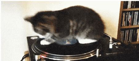 Cat Spinning GIF - Find & Share on GIPHY