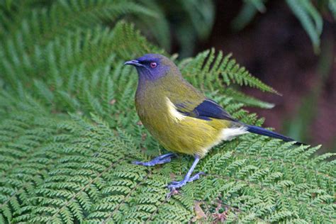 Bellbird-New Zealand | Grant Reaburn | Flickr