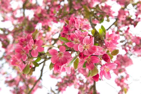 Blossoming apple tree featuring apple, apple tree, and background ...