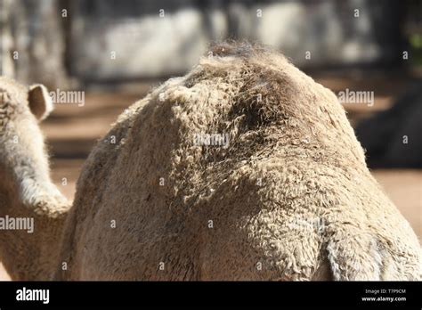 details of a desert camel Stock Photo - Alamy