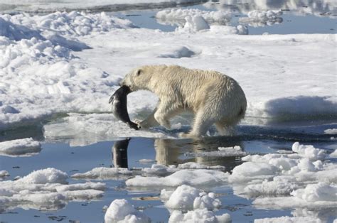 Do Polar Bears Hunt Humans?