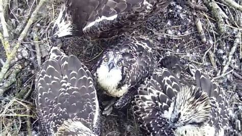 Final chance to see Bassenthwaite ospreys | ITV News Border