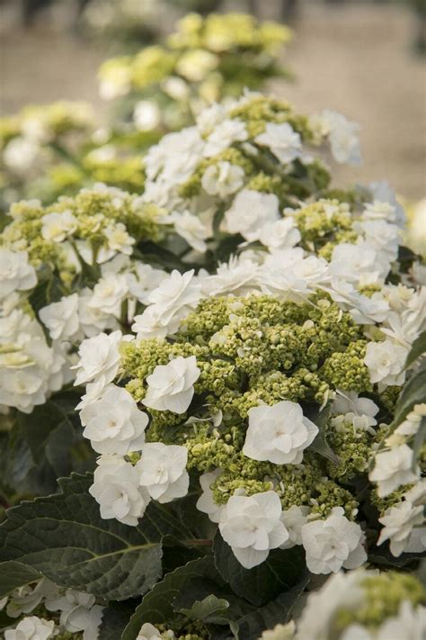 Double Delights™ Wedding Gown Hydrangea, Monrovia Plant