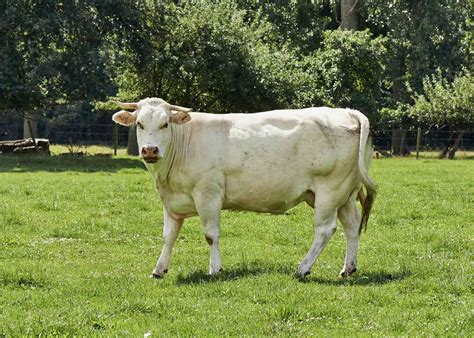 10 of the Most Exceptional Cattle Breeds