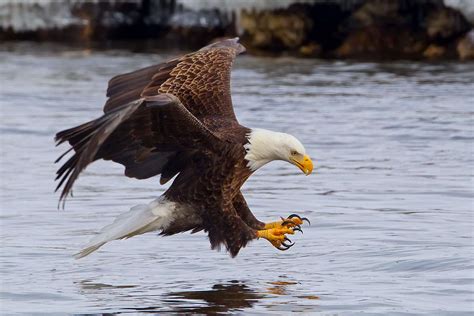 15 Majestic Facts About the Bald Eagle