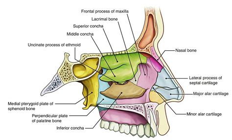 Lateral nasal wall | Nasal cavity, Medical anatomy, Anatomy