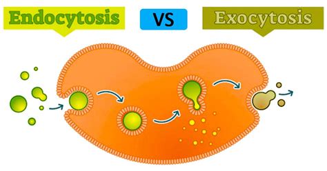 Endocytosis vs Exocytosis (Similarities and Differences)