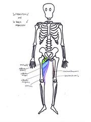 alla Poppy: Movement and Muscles at the Hip horizontal abduction and ...