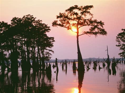 Louisiana Swamp Wallpapers - Top Free Louisiana Swamp Backgrounds ...