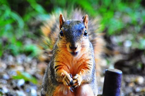 5 Types of Squirrels and How to Tell Them Apart - Birds and Blooms