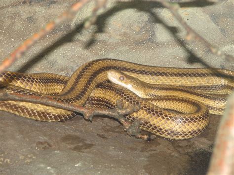 File:Yellow Rat Snake 002.jpg - Wikimedia Commons