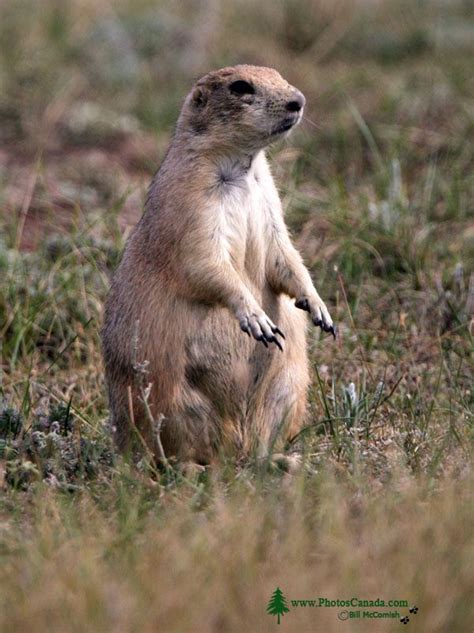 PhotosCanada.com Gallery :: Black Tail Prairie Dogs, Grasslands ...