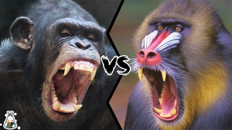 Mandrill vs Baboon: Profiles, Facts, Differences, Similarities ...