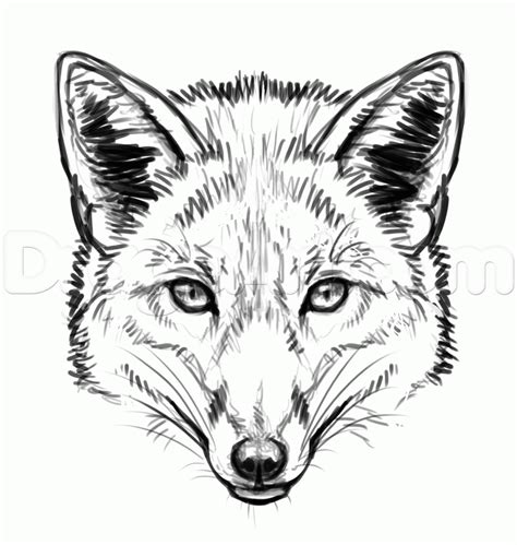 how-to-draw-foxes-step-6_1_000000155229_5.gif 920×970 pixels | Fox ...