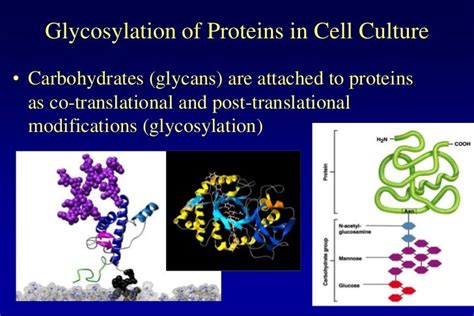 Lecture 7 glycosylation in cell culture