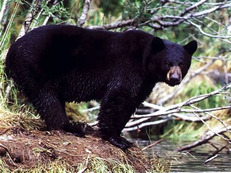 American Black Bear Facts For Kids