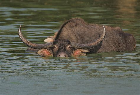 Water Buffalo Information for Kids