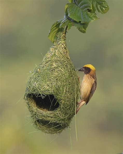 10 Totally Unusual Bird Nests From Around the World | Featured Creature