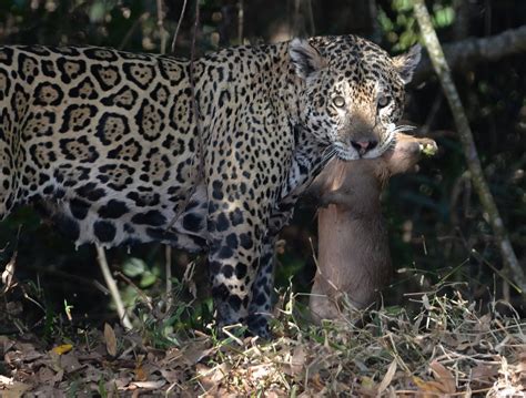 jaguar with capybara | ricardo00 | Flickr