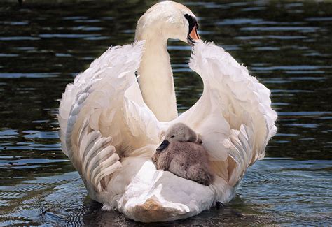 Swan Mother Carrying her Baby - Image Abyss