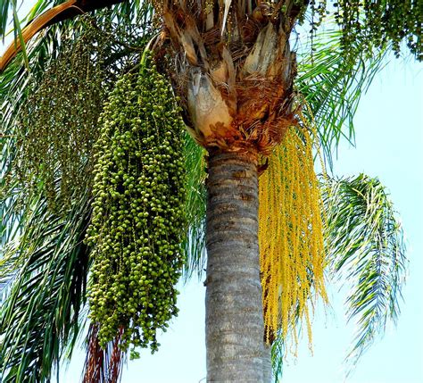 Palm Tree Seeds 1 Photograph by Kay Gilley